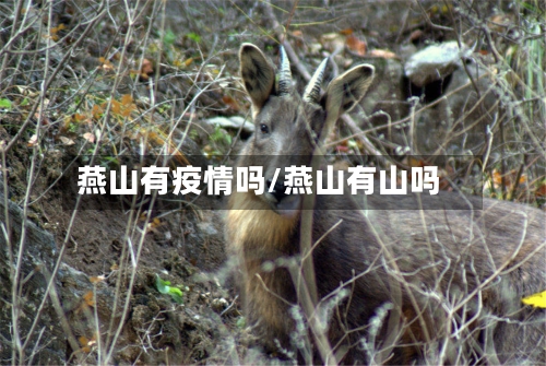 燕山有疫情吗/燕山有山吗-第3张图片