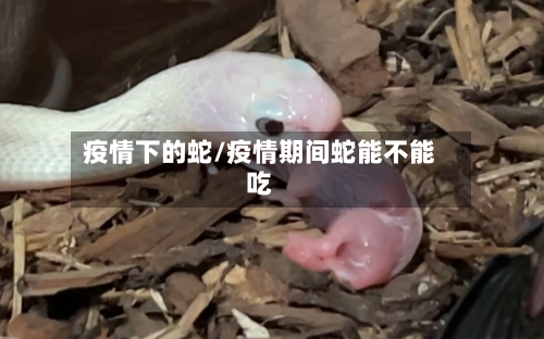 疫情下的蛇/疫情期间蛇能不能吃