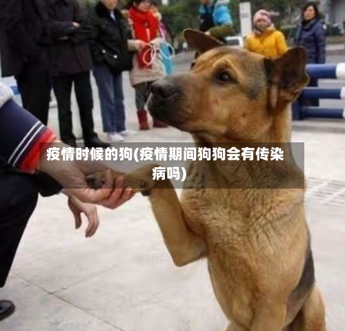 疫情时候的狗(疫情期间狗狗会有传染病吗)-第2张图片