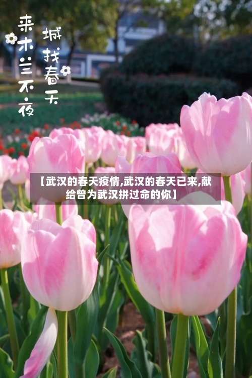 【武汉的春天疫情,武汉的春天已来,献给曾为武汉拼过命的你】-第2张图片