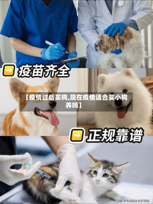【疫情过后买狗,现在疫情适合买小狗养吗】-第3张图片