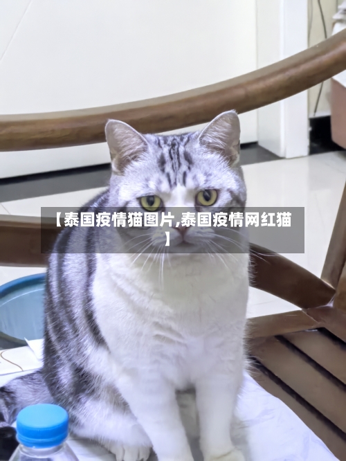 【泰国疫情猫图片,泰国疫情网红猫】-第3张图片